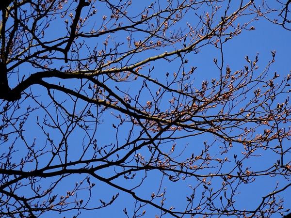 160308_blue_sky_tree_branches_600