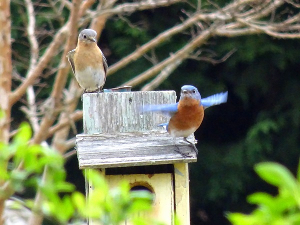 160320_bluebird_couple_5_600