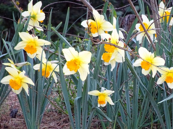 160320_daffodils_600