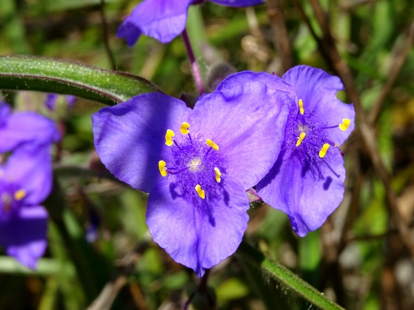 16315_purple_flowers_600