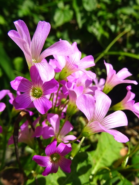 160513_purple_flowers_450