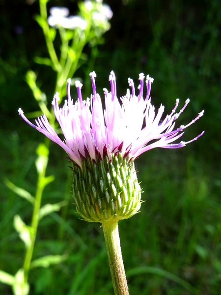 160519_thistle_2_600