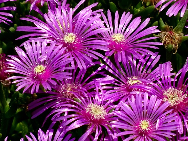 160522_shiny_purple_flowers_b_600