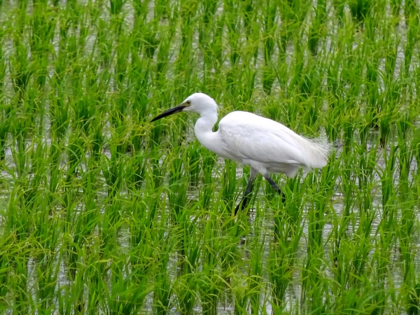 160606_rice_field_white_bird_600