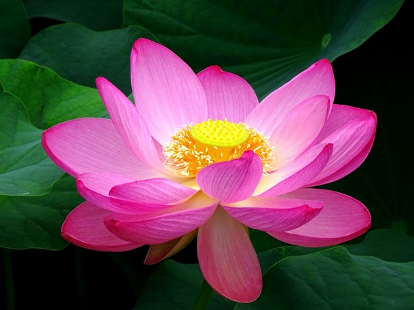 160615_lotus_flower_1_600