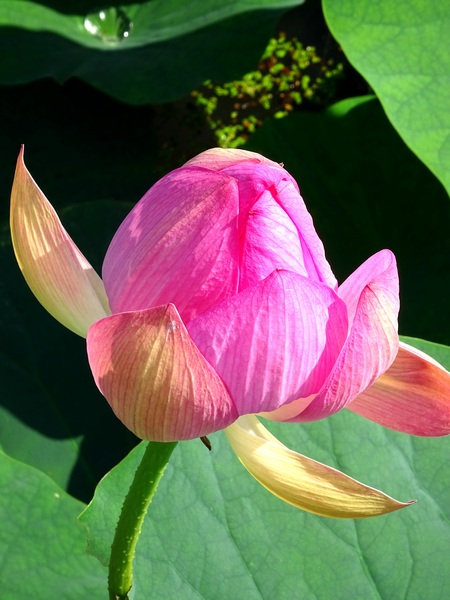 160623_lotus_flower_1_600