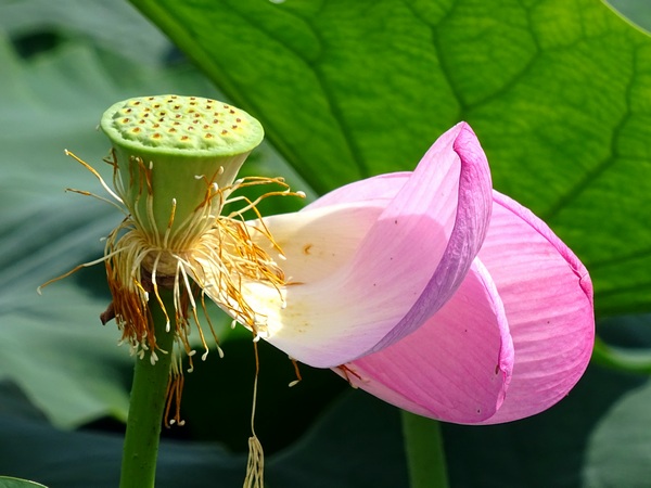 160623_lotus_flower_2_600