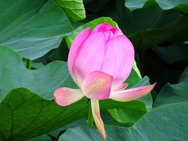 160623_lotus_flower_3_600