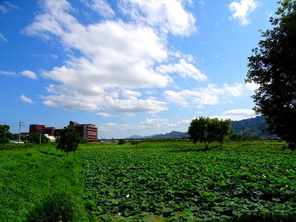 160623_lotus_pond_blue_sky_600