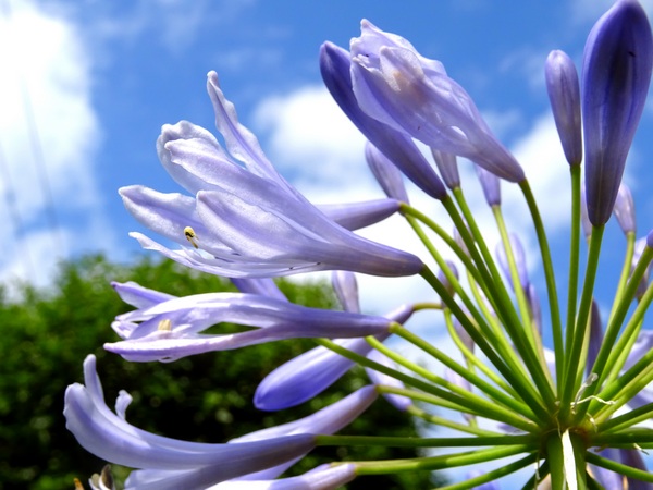 160623_purple_flower_blue_sky_3_600
