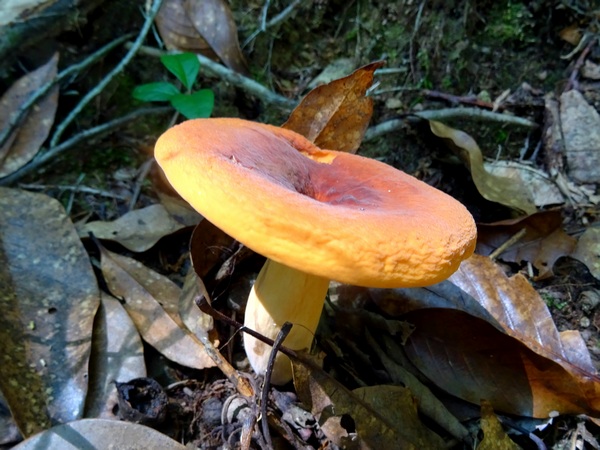 160730_orange_mushroom_600