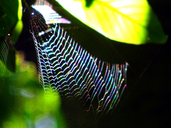 160730_spider_prism_5_600