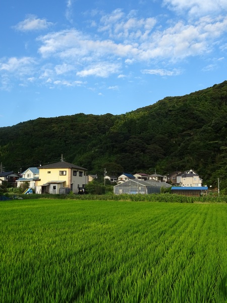160816_green_rice_blue_sky2_450