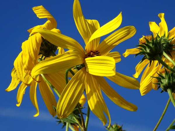 160925_yellow_flowers_blue_sky_600