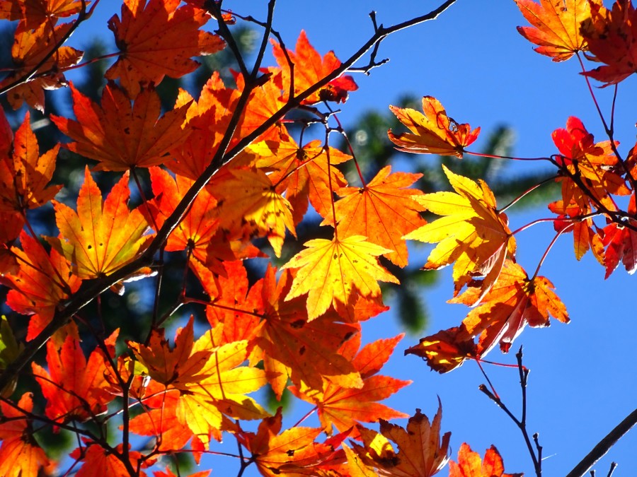 161103_orange_leaves_blue_sky_2