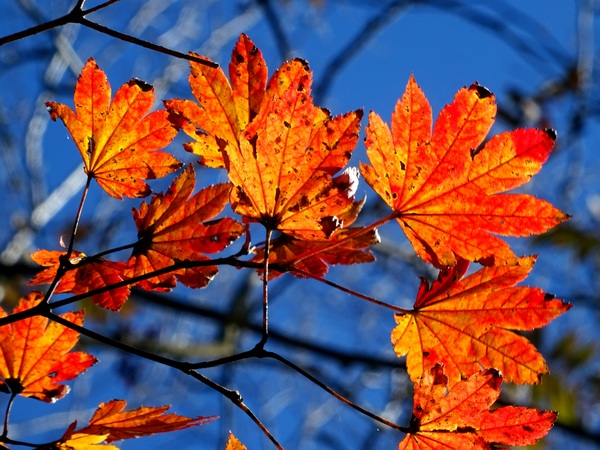 161103_orange_leaves_blue_sky_600