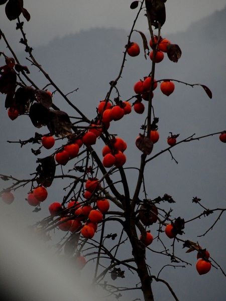 161127_rainy_day_persimmons_1_600