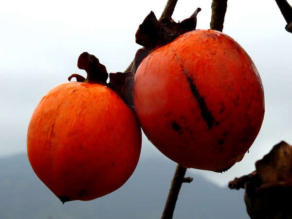 161127_rainy_day_persimmons_2_600