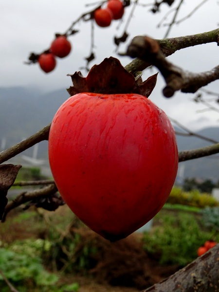 161127_rainy_day_persimmons_3_450