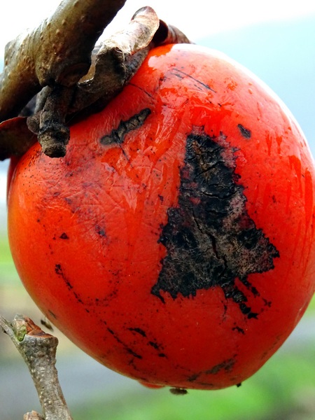 161127_rainy_day_persimmons_5_450