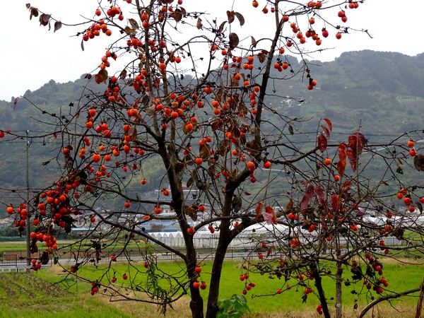 161127_rainy_day_persimmons_7_600