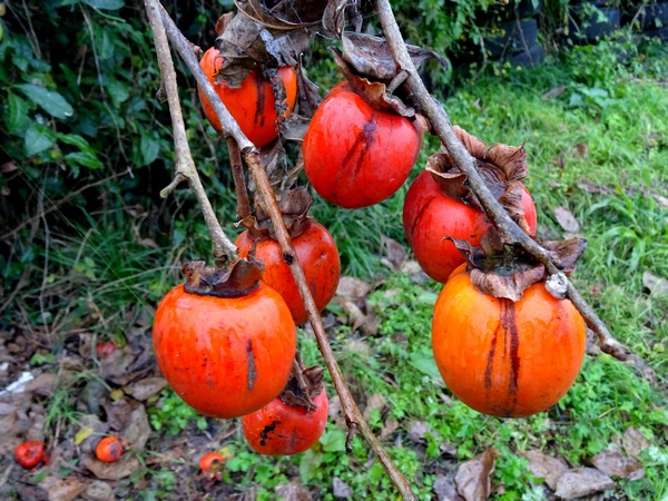 161127_rainy_day_persimmons_8_600