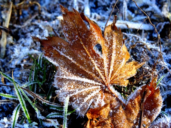 161203_frosty_leaves_600