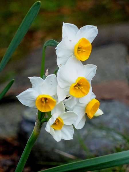 161225_daffodils_450