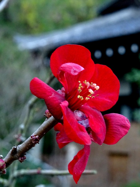 161225_hasedera_red_flower_450