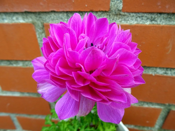 161225_purple_flower_itsuki_600