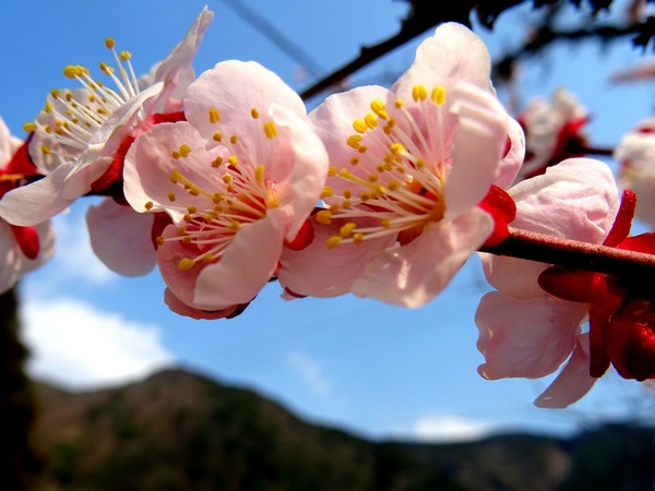 170319_plum_blossoms_2_600