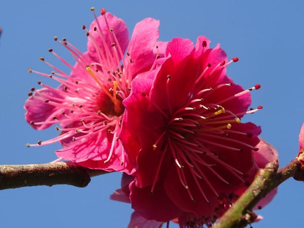 170319_plum_blossoms_5_600