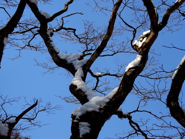 170319_snow_tree_sky_b_600