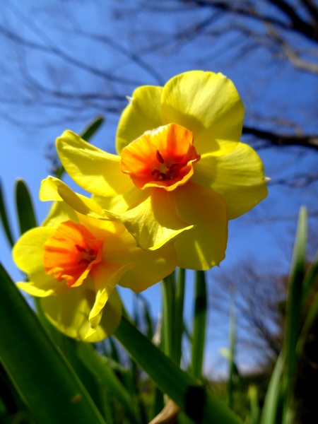 170403_daffodil_450