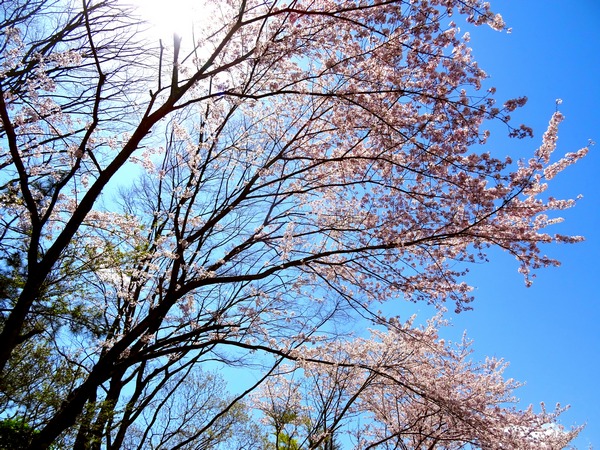 170413_cherry_blossoms_shizudai_3_600