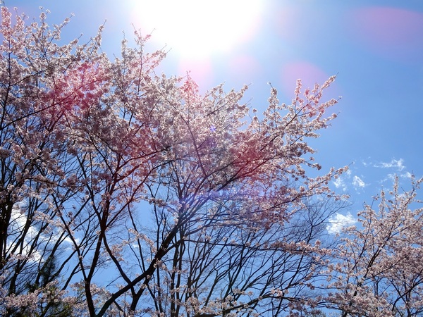 170413_cherry_blossoms_shizudai_4_600