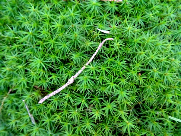 170423_stick_on_moss_600