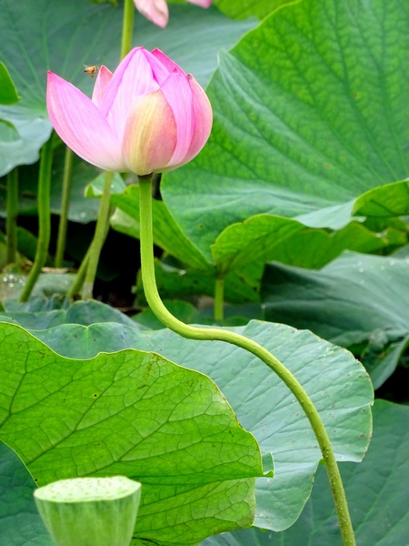 170627_bent_stem_lotus_blossom_450