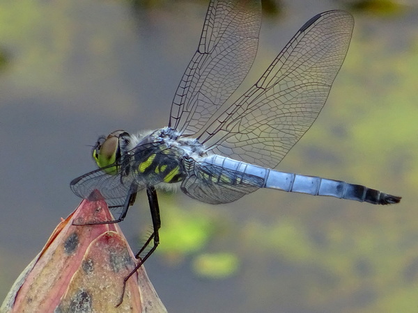 170627_dragonfly_lotus_bud_1b_600