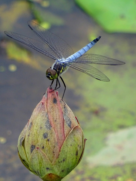 170627_dragonfly_lotus_bud_3_450