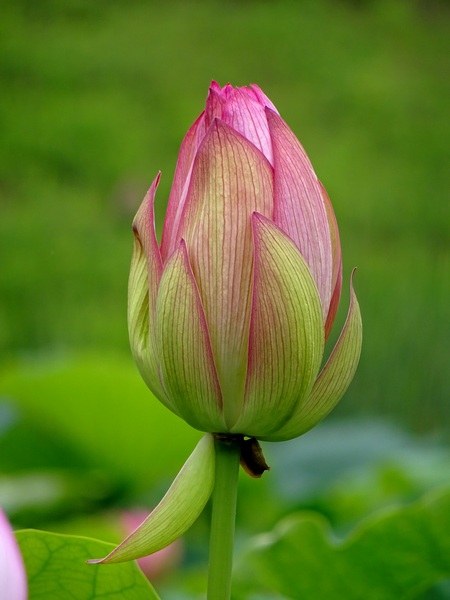 170627_lotus_bud_450