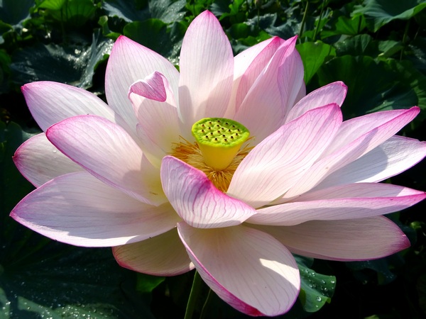 170719_lotus_flower_4_600