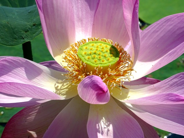170721_lotus_blossom_3_600