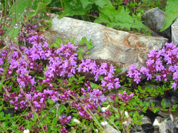 170811_light_purple_flower_600
