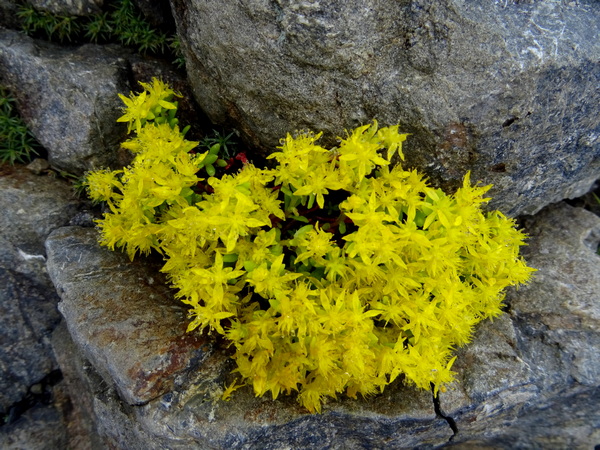 170811_senjo_top_yellow_flowers_600