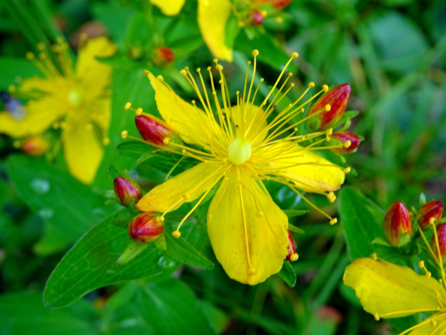 170811_yabuzawa_yellow_flower_red_buds2
