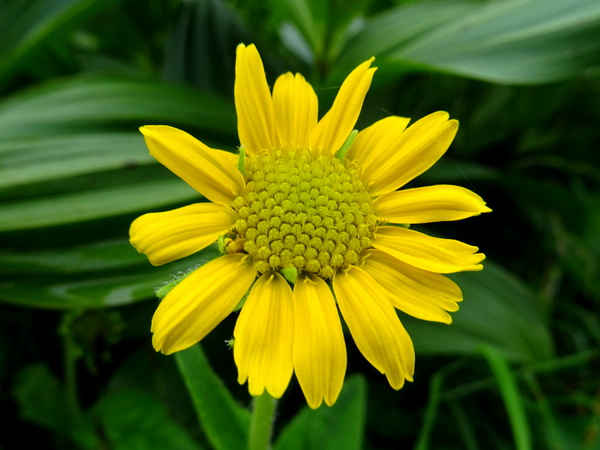 170811_yellow_flower_600