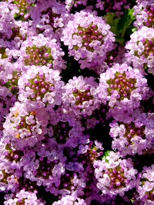 thyme flowers